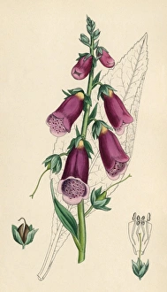 Images Dated 11th January 2011: Digitalis Purpurea