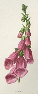 Images Dated 11th January 2011: Digitalis Purpurea