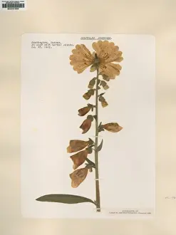 Purpurea Prints: Digitalis purpurea, common foxglove