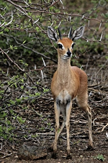 Images Dated 22nd November 2011: Dik-dik