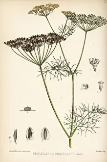 Graveolens Prints: Dill, Anethum graveolens