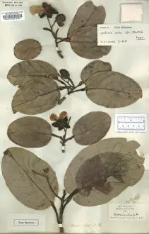 Queensland Prints: Dillenia alata