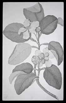 Fagaceae Prints: Dillenia alata, red beech tree