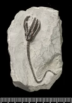 Fossilised Gallery: Dimerocrinus, fossil crinoid