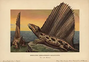 Dimetrodon dollovianus, predatory synapsid from the Permian