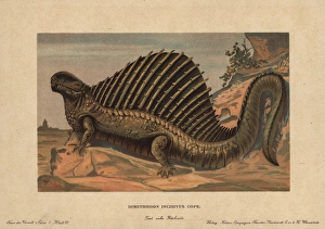 Tiere Gallery: Dimetrodon, extinct predatory synapsid genus of the Permian
