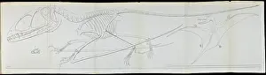 Anning Prints: Dimorphodon macronyx