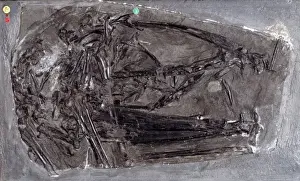 Pterosauria Prints: Dimorphodon macronyx