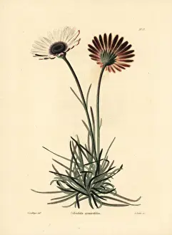 Dimorphotheca nudicaulis var. graminifolia