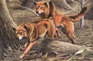 Dingoes