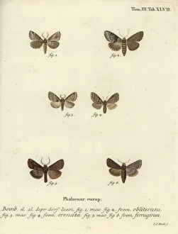 Bombyx Collection: Dingy shell, dusky marbled brown and brown rustic