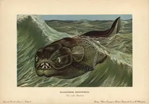 Armored Prints: Dinichthys, extinct genus of placoderms, armored
