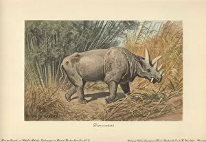 Tiere Gallery: Dinocerata, extinct herbivorous, rhinoceros-like