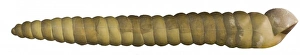 Euornithopoda Collection: Dinocochlea