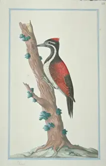 Loten Prints: Dinopium benghalense, black-rumped woodpecker