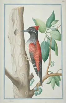 Dinopium benghalense, black-rumped woodpecker