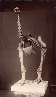 Dinornis elephantopus, heavy-footed moa