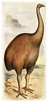 Dinornis giganteus, giant moa