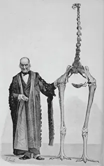 Maximus Prints: Dinornis Maximus