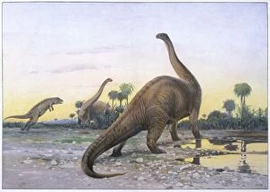Allosaurus Collection: Dinosaur / Apatosaurus