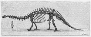 Dinosaur / Apatosaurus