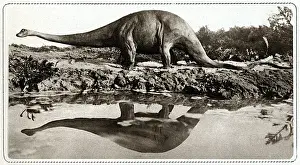 Dinosaur / Diplodocus
