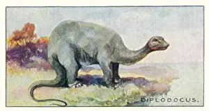 Diplodocus Prints: DINOSAUR / DIPLODOCUS