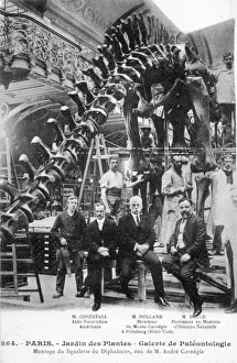 Dinosaur / Diplodocus