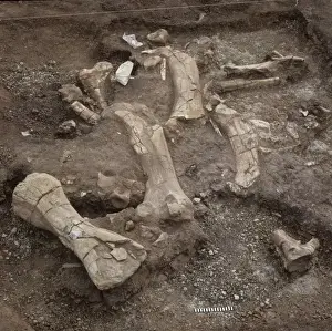 Dinosaur excavation, Niger 1988