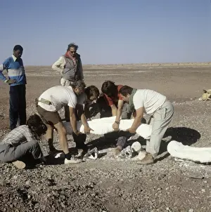 Dinosaur excavation, Niger 1988