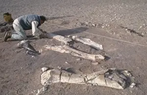 Dinosaur excavation, Niger 1988