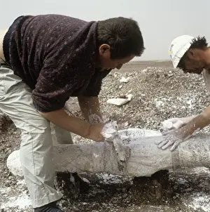 Dinosaur excavation, Niger 1988