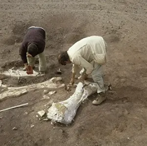 Dinosaur excavation, Niger 1988