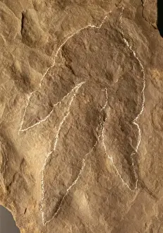 Dinosaur footprint