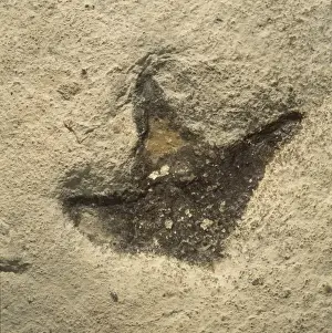 Dinosaur footprint