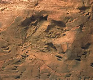 Footprint Prints: Dinosaur footprints