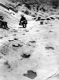 Apparently Gallery: Dinosaur footprints found in the hills of Arizona