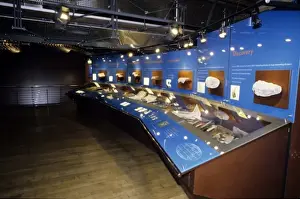 Dinosaur gallery