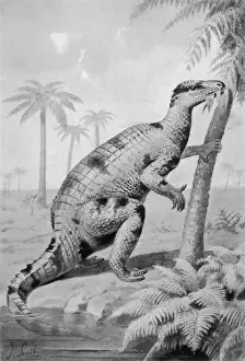 Dinosaur / Iguanodon