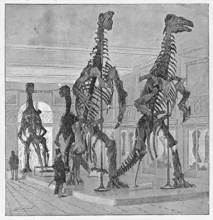 Musee Prints: Dinosaur / Iguanodon