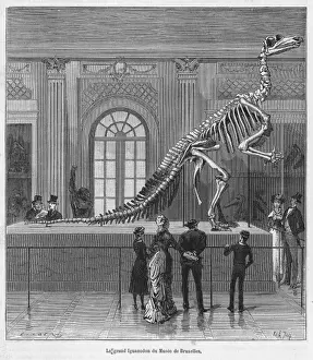 Dinosaur / Iguanodon