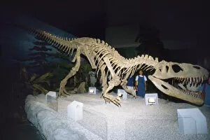 Dinosaurs Collection: DINOSAUR Skeleton - Gigantosaurus