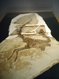 Skeletons Prints: DINOSAUR Skeleton - Sinosauropleryx
