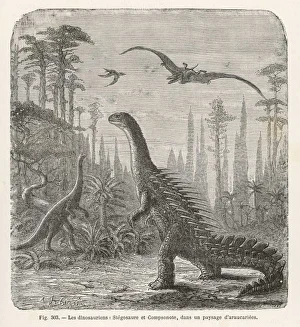 Dinosaur/Stegosaurus
