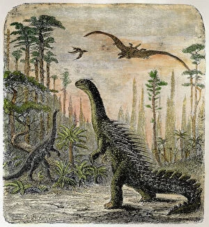 Extinct Gallery: Dinosaur / Stegosaurus