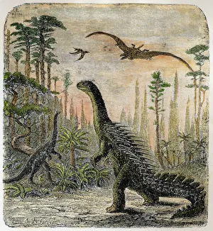 Dinosaurs Collection: Dinosaur / Stegosaurus