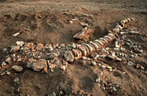Niger Gallery: Dinosaur tail bones