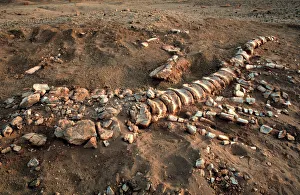 Dinosauria Collection: Dinosaur tail bones