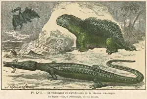Jurassic Prints: Dinosaur / Teleosaurus