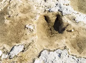 Dinosaur Tracks / Texas